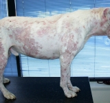 Penfigo foliaceo nel cane